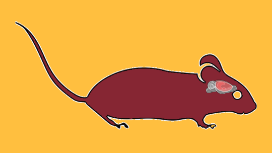 A drawing of a mouse with a diagram of its brain.
