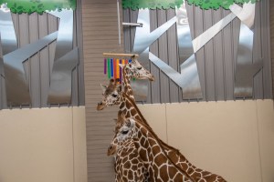 Giraffes playing in the enclosure at the Lincoln Children's Zoo