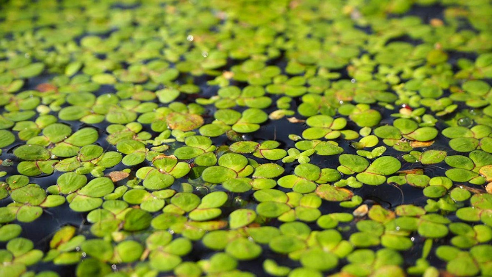 Rutgers researchers explore the delicious potential of Duckweed: BTN
LiveBIG