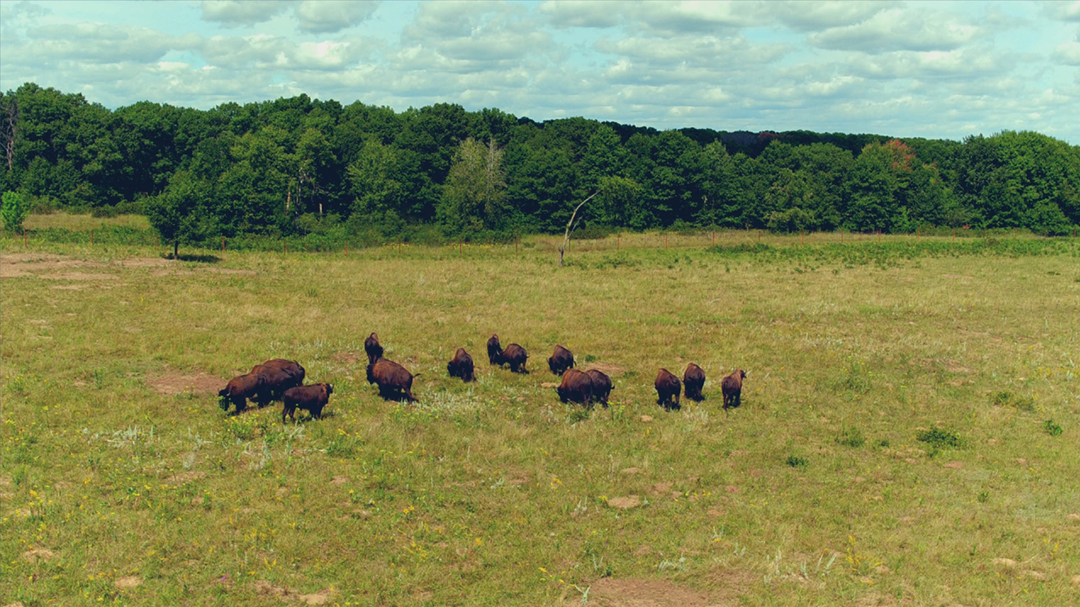 At Minnesota, bison help restore a threatened ecosystem: BTN LiveBIG