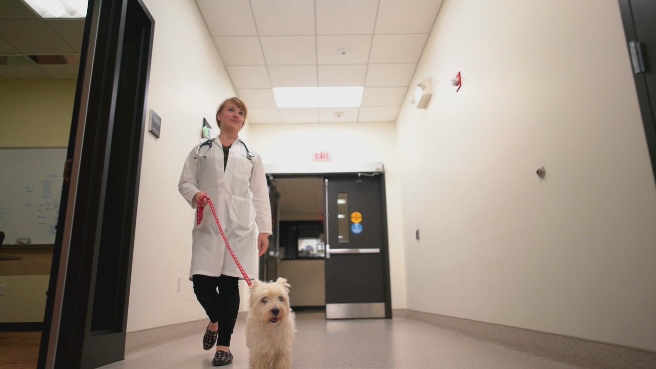 Wisconsin turns to dogs to help humans fight cancer: BTN LiveBIG